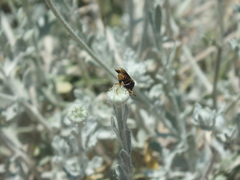 Ripiphorus rex