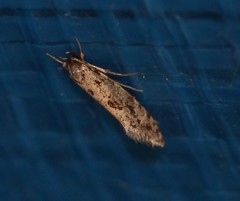 Nemapogon granella