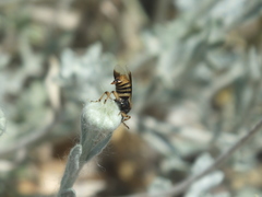 Ripiphorus rex