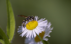 Parancistrocerus pensylvanicus