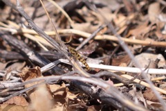 Pseudonomoneura hirta