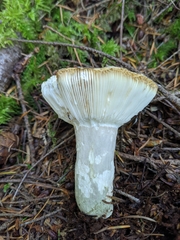 Russula benwooii
