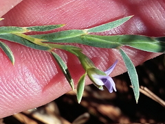 Psoralea alata
