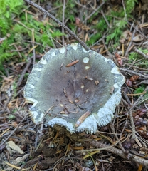 Russula benwooii