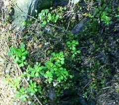 Micranthes stellaris