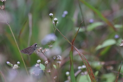 Pelopidas mathias mathias