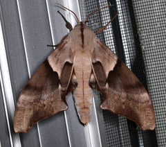 Coequosa australasiae