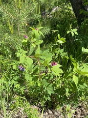 Vicia venosa baicalensis