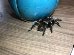 Brachypelma hamorii