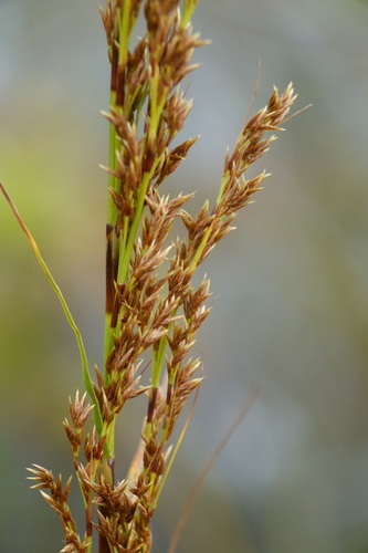 Tetraria arundinacea observed 2020-09-19