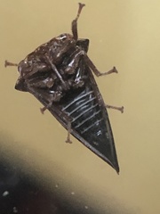 Telamona ampelopsidis