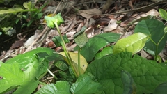 Dorstenia contrajerva