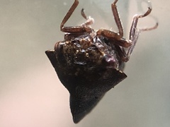 Telamona ampelopsidis