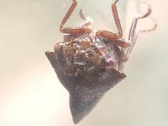 Telamona ampelopsidis
