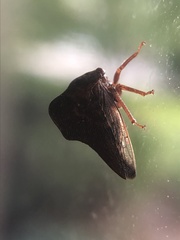 Telamona ampelopsidis
