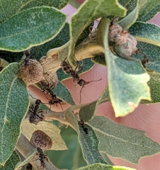 Liometopum apiculatum