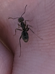 Liometopum apiculatum