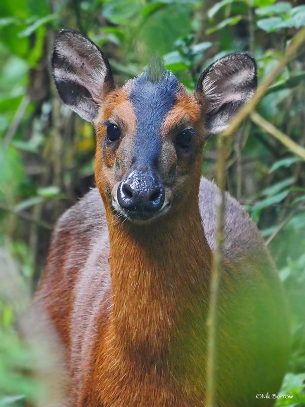 Red-flanked Duiker (Mammals of the WAP complex) · iNaturalist