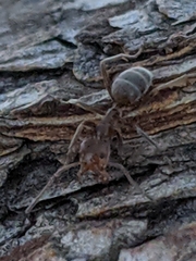 Liometopum apiculatum