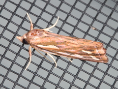 Meyrickella torquesauria