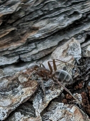 Liometopum apiculatum