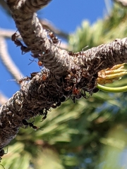 Liometopum apiculatum