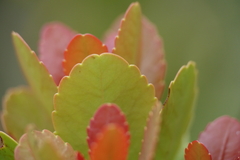 Peripterygia marginata