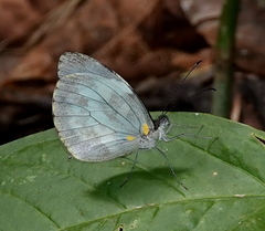 Dismorphia crisia foedora