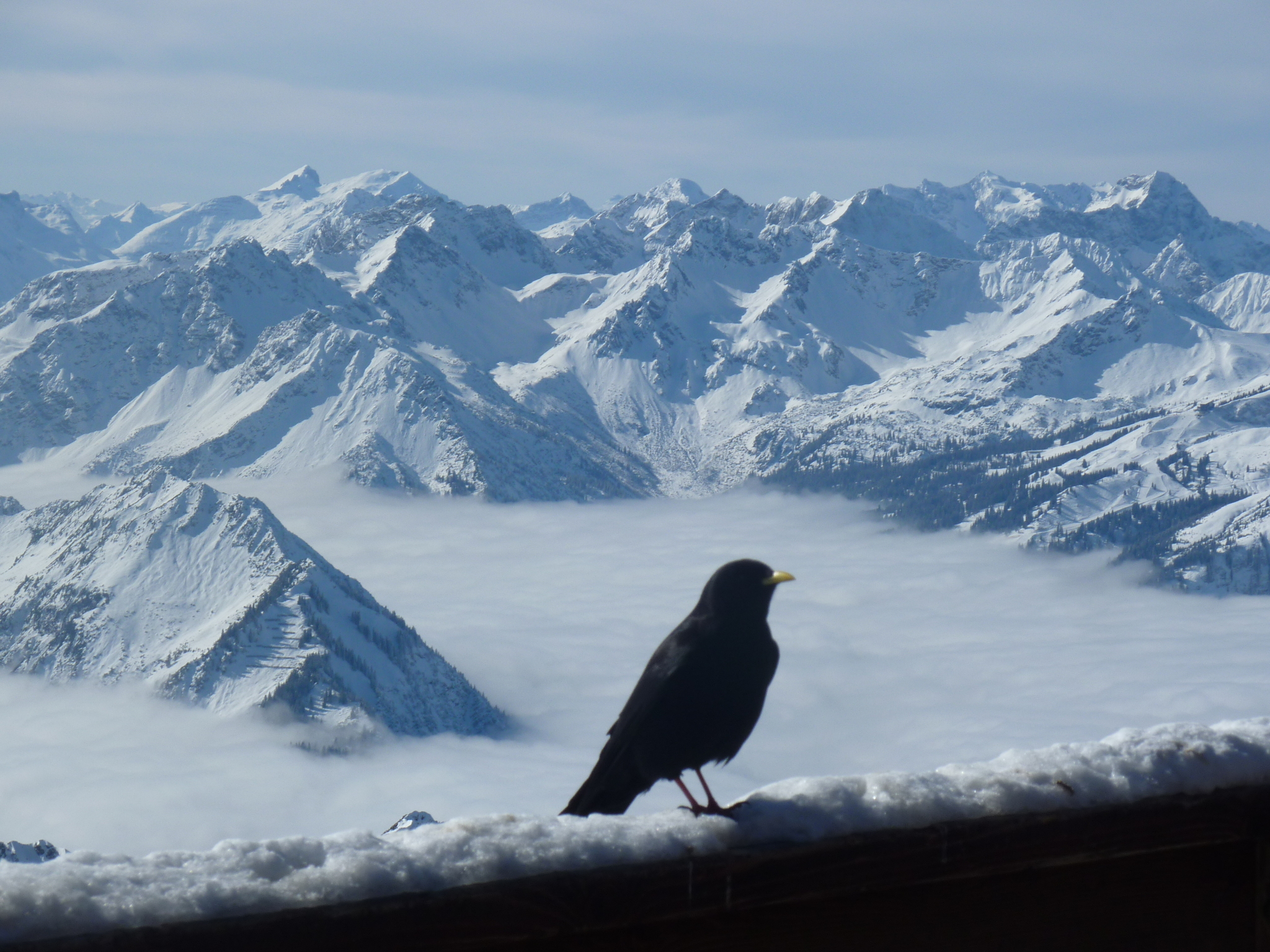Alpine Chough (Pyrrhocorax graculus)