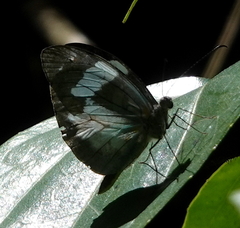 Dismorphia crisia foedora