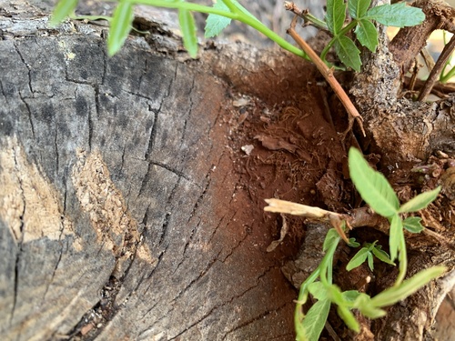 photo of Mustard Yellow Polypore (Fuscoporia gilva)