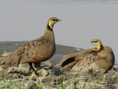 Pterocles gutturalis