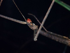 Lopaphus iolas
