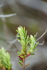 Myrtastrum rufopunctatum