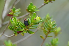 Myrtastrum rufopunctatum