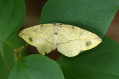 Omiza miliaria