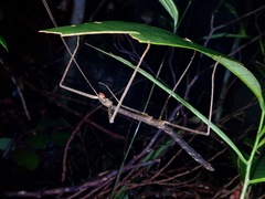 Lopaphus iolas