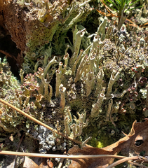Cladonia cenotea