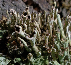 Cladonia cenotea