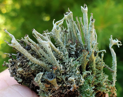 Cladonia cenotea