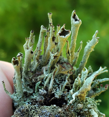 Cladonia cenotea
