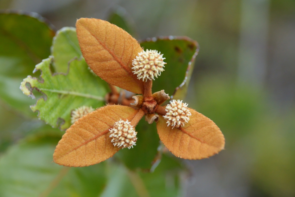 Pancheria ferruginea