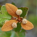 Pancheria ferruginea - Photo 由 Emilie Ducouret 所上傳的 (c) Emilie Ducouret，保留部份權利CC BY-NC-ND