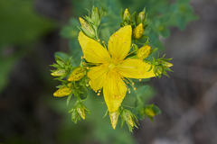 Echtes Johanniskraut (Hypericum perforatum): Herkunft und Verwendung — Foto 3