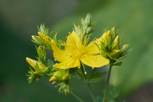 Hypericum perforatum