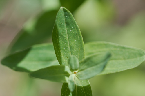 Hypericum perforatum