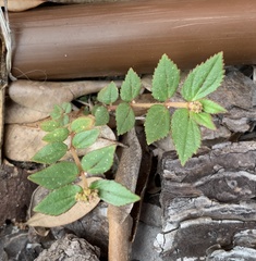 Euphorbia ophthalmica image