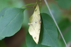 Omiza miliaria