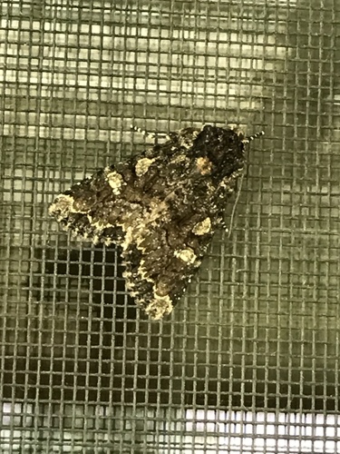 Yellow-headed Cutworm Moth and Allies photo 6