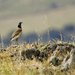 Little Bustards - Photo (c) Francesco Veronesi, some rights reserved (CC BY-NC-SA)
